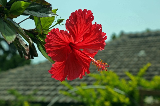 でいごの花