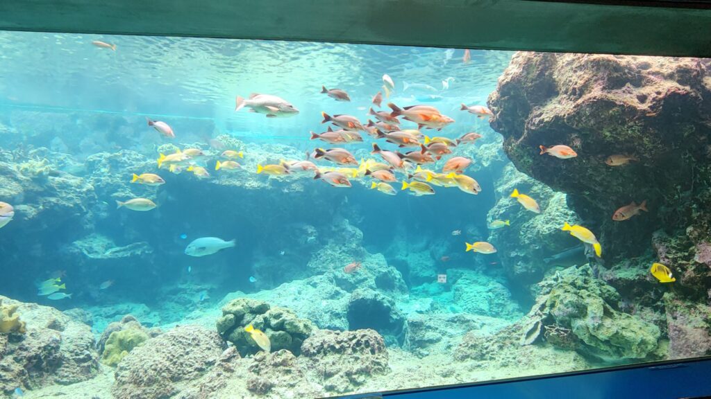 魚